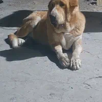 سگ عراقی درشت