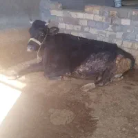 گاو آبستن شکم دوم دامپروری