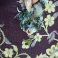 عروس هلندی|پرنده|قم, انسجام|دیوار