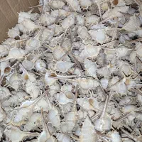 صدف تزئینی و آکواریومی