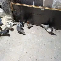 کبوتر ماده