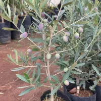 نهال زیتون برای باغات شما با تخفیف ویژه و هدیه|خدمات باغبانی و درختکاری|بابل, |دیوار