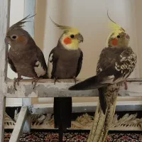 عروس هلندی