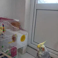 عروس هلندی|پرنده|قرچک, میرزائی جنوبی|دیوار