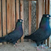 زاغ چشونوک سفید