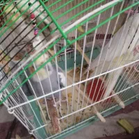 فروش عروس هلندی و طوطی برزیلی|پرنده|رشت, جانبازان|دیوار