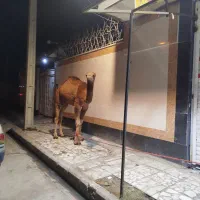 گوشت بچه شتر