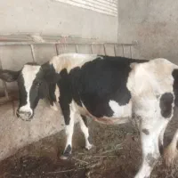 چهار راس گاو گوساله
