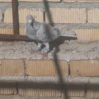 کفتر پلاکی بهبهونی،