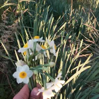 گل نرگس مرغوب بهبهان