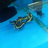 ردتیل ۸سانت|ماهی|کرج, اصفهانی‌ها|دیوار