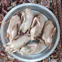 مرغ خروس قاز|حیوانات مزرعه|هندیجان, |دیوار