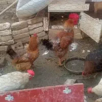 خروس یک ساله