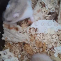 جفت همستر نر