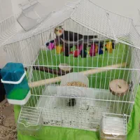 قفس زیبا کلبه ای مخصوص طوطی سانان|لوازم جانبی حیوانات|تهران, شهرک ابوذر|دیوار