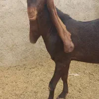 پازن..بز..کهره|حیوانات مزرعه|قیروکارزین, |دیوار