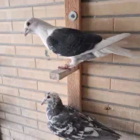 دوکت پلاکی سیاه|پرنده|شاهین‌شهر, نبوت|دیوار