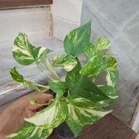 پک گل/گل/گل آپارتمانی/گل و گیاه