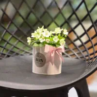 بنفشه آفریقایی|گل و گیاه طبیعی|رشت, دیلمان|دیوار