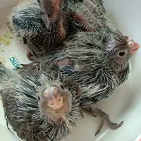 جوجه عروس هلندی