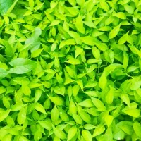 نشا فلفل قلمی تند