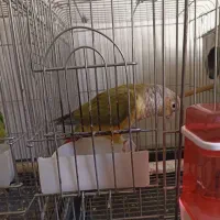 طوطی گرینچیک ماده