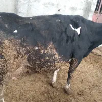 گاو پر تولیذ