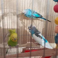 ۳عددمرغ عشق|پرنده|پاکدشت, پاکدشت (مامازند)|دیوار