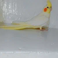 عروس هلندی ماده بالغ تخم گذار