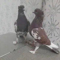 کفتر سرخ|پرنده|فولادشهر, مسکن مهر فولادشهر|دیوار