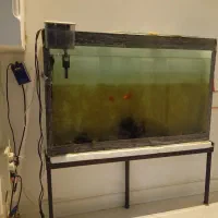 آکواریوم فقط1تومان