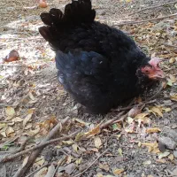 مرغ و خروس و مرغ کرچ آماده جوجه کشی