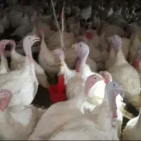 بوقلمون گوشتی