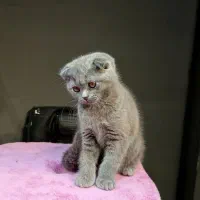 بچه گربه اسکاتیش ماده بلو|گربه|تهران, تهرانسر مرکزی|دیوار