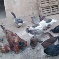 ۴عدد غاز|حیوانات مزرعه|بروجرد, |دیوار