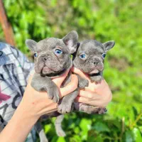 فرنچ بولداگ‌ بلو