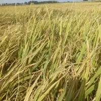 فجر سوزنی ۹۰ روزه