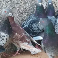 ده کبوتر پلاکی|پرنده|خورموج, |دیوار