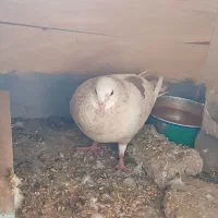 زاغ