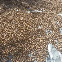 گردو|خوردنی و آشامیدنی|شاهین دژ, |دیوار