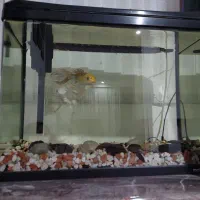 فروش ماهی کوی سفید نژاد تایلندی