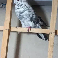 ۵ عدد کفتر گرفتنی