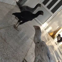 3عدد لاری نژاد دار سالم و سرحال|حیوانات مزرعه|گنبد کاووس, |دیوار