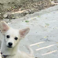 سگ اشپیتز میکس