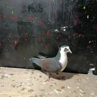 کبوتر|پرنده|شیراز, سهل‌آباد|دیوار