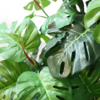 برگ انجیری ۲۰ شاخه