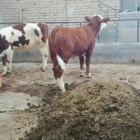 دو راس گوساله ماده