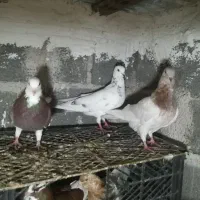 املش