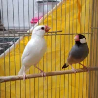 فنچ نرگسی