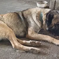 سگ سرابی اصیل و شجره دار
